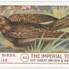 Nightjar.