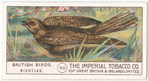 Nightjar.