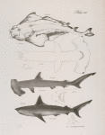203. The American Angel-fish (Squatina dumerili). 204. The Hammer-headed Shark (Zygæna malleus). a. Underside. b. A tooth. 205. The Long-tailed Porbeagle (Lamna caudata). a. Under side of the head. b.  A tooth.
