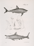 206. The Mackerel Porbeagle (Lamna punctata). 207.  1, Head of the Same; 2, Tail; 3, Front tooth of the upper jaw; 4, do of the lower jaw; 5, a lateral tooth. 208. The Basking Shark (Selachus maximus).