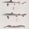 209. The American Hound-fish (Mustelus canis). 209 a. Under side of the head of the same. 210. The Spiny Dog-fish (Spinax acanthias). 210 a. Under side of the head of the same. 211. The Small Lamprey (Petromyzon appendix).