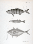 235. The Common Pilot-fish (Naucrates ductor). 236. The Slender Silverside (Atherina menidia). 237. The Greenish Seriole (Seriola cosmopolita).