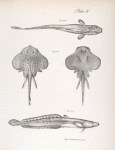 244. The compressed Burbot (Lota compressa). 245. Dorsal view of the same. 246. The Hedgehog Ray, male, (Raia erinaceus).  a. Dorsal view. b. Abdominal.