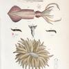 Mollusca 1. Loligo punctata. 2. Clio borealis. 3. Ovaries of loligo. 4. Limax agrestis. 5. Limax flavus.