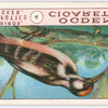 Great-spotted woodpecker.