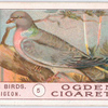Wood-pigeon.