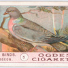 Wood-pigeon.
