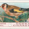 Goldfinch.