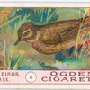 Sky lark.