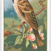Tree-sparrow.