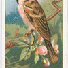 Tree-sparrow.