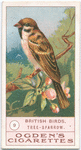 Tree-sparrow.