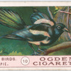 Magpie.