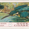 Kingfisher.