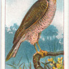Sparrow-hawk.