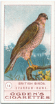 Sparrow-hawk.