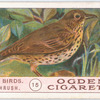 Song-thrush.