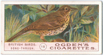 Song-thrush.