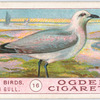 Common gull.