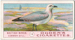 Common gull.