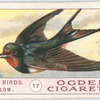 Swallow.