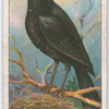 Blackbird.