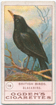 Blackbird.