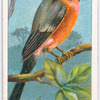 Bullfinch.