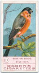 Bullfinch.