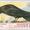 Jackdaw.