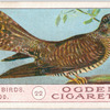Cuckoo.