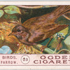 Hedge-sparrow.