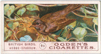 Hedge-sparrow.