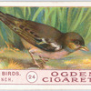 Chaffinch.