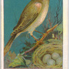 Nightingale.