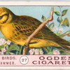 Yellowhammer.