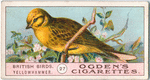 Yellowhammer.