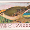 Golden-crested wren.