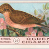 Spotted flycatcher.