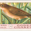 Reed-warbler.