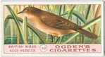Reed-warbler.