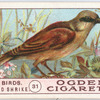 Red-backed shrike.