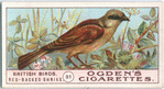 Red-backed shrike.