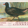 Moorhen.