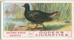 Moorhen.
