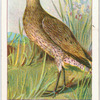 Curlew.