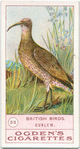 Curlew.
