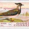 Lapwing.