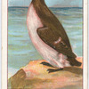 Guillemot.