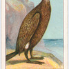 Cormorant.